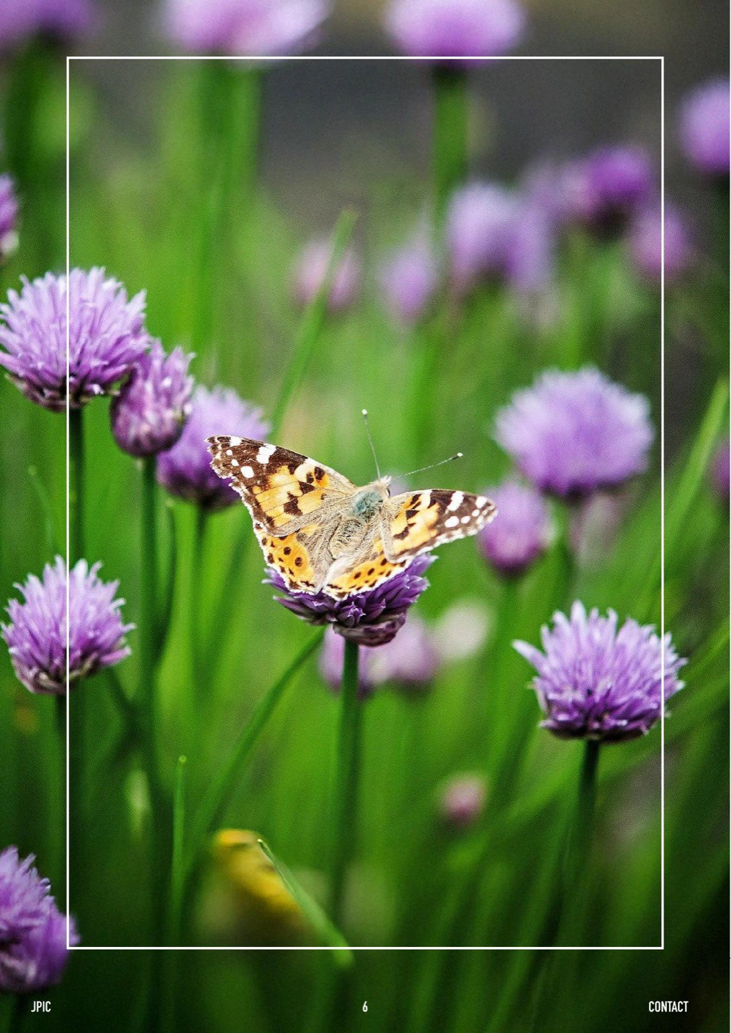 Naturaleza a página completa — el Cántico de las Criaturas